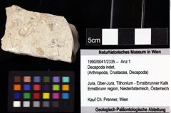 Foto (Objket + Etiketten) von Decapoda indet. 